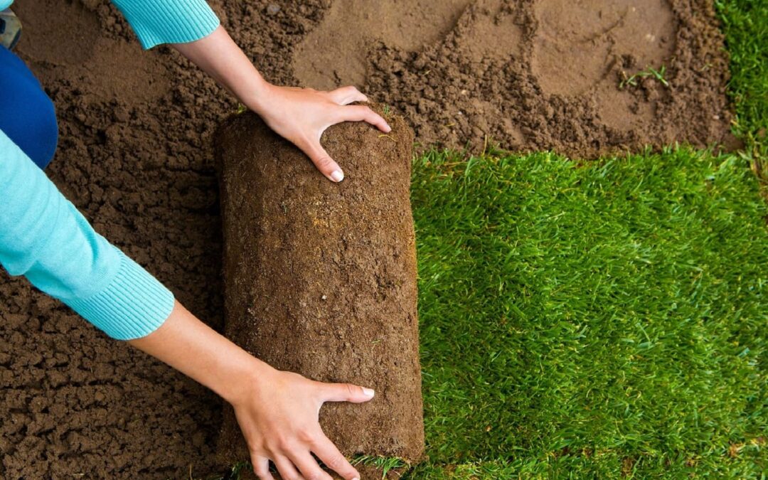 Professional Sod Installation for Instant Green Lawns