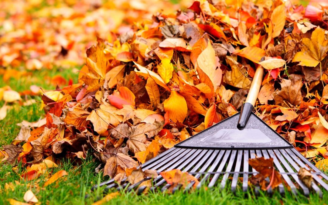 Reliable Leaf Cleanup Services in Ogden, Utah