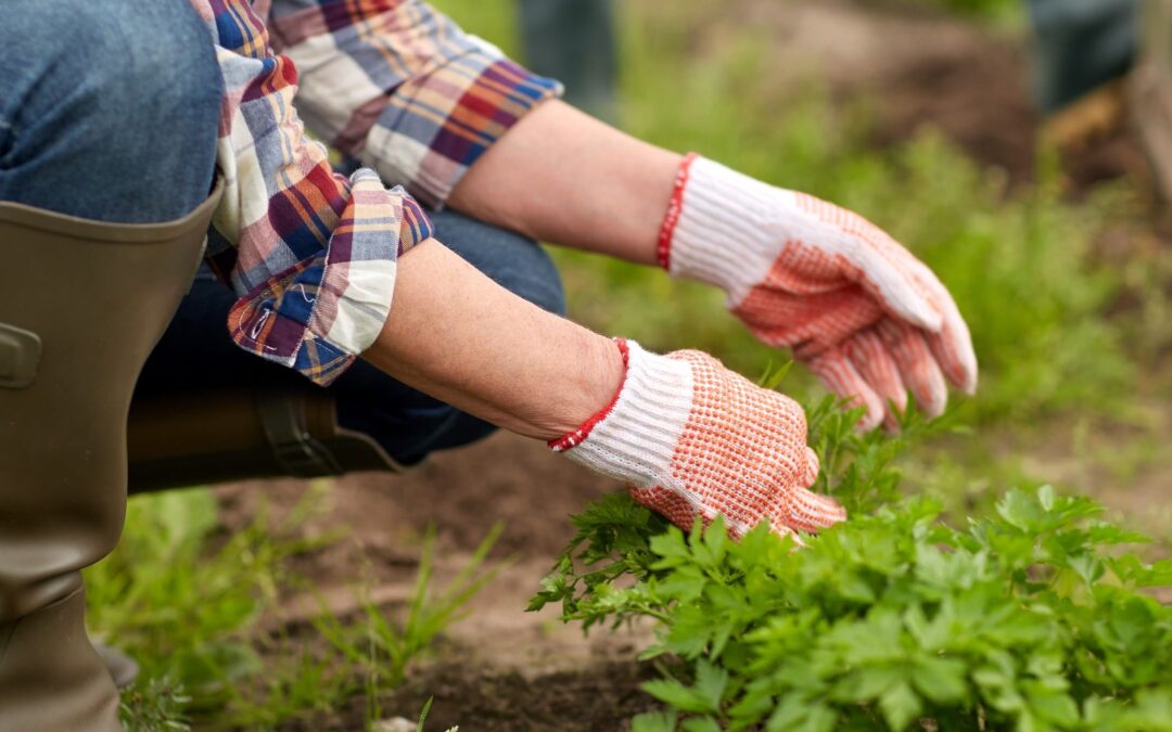 Effective Weeding Services in Ogden, Utah